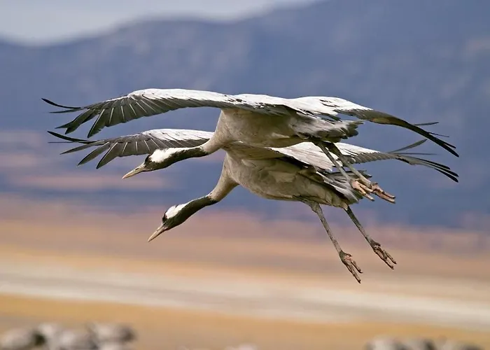 Aromas Del Jiloca, La Trufa Negra *